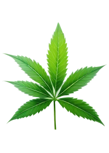 green leaf,leaf background,cannabidiol,mape leaf,huana,custody leaf,jungle leaf,green wallpaper,tropical leaf,green plant,endocannabinoid,spring leaf background,pokok,crop plant,growth icon,greenleft,green energy,cannabidio,cannabinol,greentech,Illustration,Vector,Vector 06