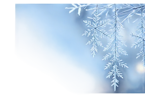 christmas snowflake banner,snowflake background,winter background,christmas snowy background,blue snowflake,christmasbackground,hoarfrost,frostiness,blue leaf frame,blue spruce,ice crystal,snow tree,christmas background,winterization,deepfreeze,winter tree,winter window,snowy tree,birch tree background,frost,Conceptual Art,Daily,Daily 32