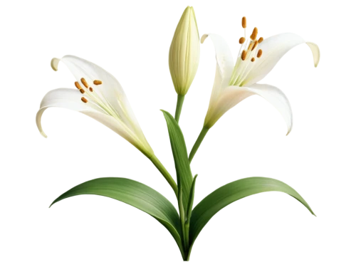 easter lilies,flowers png,lilies of the valley,madonna lily,white lily,tulip background,flower background,lily of the valley,lillies,lilies,flower wallpaper,tuberose,grass lily,spring leaf background,lily of the field,floral digital background,lilly of the valley,white floral background,flower illustrative,doves lily of the valley,Illustration,Realistic Fantasy,Realistic Fantasy 23