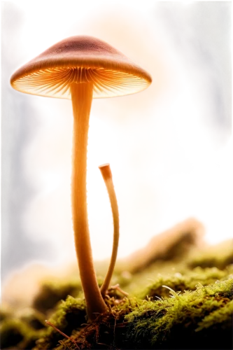 conocybe,clitocybe,mycena,psilocybe,mushroom landscape,inocybe,gymnopilus,milkcap,forest mushroom,hygrocybe,marasmius,psilocybin,small mushroom,basidiomycete,mycelial,basidiomycota,agarics,agaricaceae,mushroom,mushroom type,Illustration,Black and White,Black and White 20