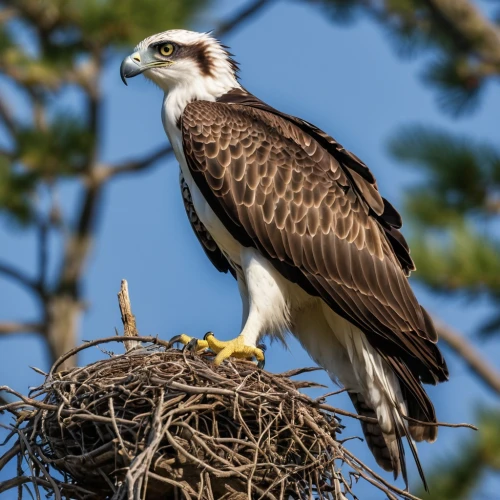 eaglet,savannah eagle,nesting material,dyfi,ospreys,eaglets,osprey,fish eagle,african fishing eagle,nest building,african eagle,fishing hawk,haliaeetus,sea eagle,haliaeetus vocifer,raptor perch,african fish eagle,haliaeetus pelagicus,sea head eagle,hawk perch,Photography,General,Realistic