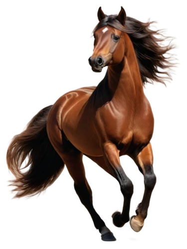 arabian horse,saddlebred,quarterhorse,aqha,galop,wagiman,broodmare,equine,trakehner,galloper,racehorse,belgian horse,caballus,thoroughbred arabian,standardbred,caballo,caballos,brown horse,gallop,equestrian,Illustration,Retro,Retro 09
