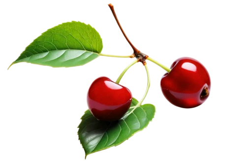 rose hips,ripe rose hips,green rose hips,rose hip plant,rosehips,heart cherries,rose hip fruits,cherries,sweet cherries,red berries,rose hip bush,mistletoe berries,rosehip berries,cherry branch,rose hip berries,rose buds,rose hip,bearberry,rowanberries,red and green,Illustration,Vector,Vector 04
