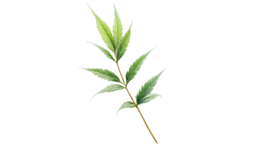 huana,celery stalk,palm leaf,sweet grass plant,spikelets,ikebana,resprout,palm tree vector,small tree,long grass,crop plant,asparagaceae,green plant,citronella,cupressaceae,green leaf,cyperus,spikelet,small plant,blade of grass,Art,Artistic Painting,Artistic Painting 25