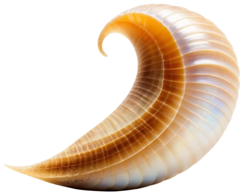 spiral background,fibonacci spiral,spiral,spirally,spiral pattern,curlicue,spirals,time spiral,sandworm,colorful spiral,spiracle,swirly,ammonoid,swirl,strigulated,torus,spiralling,spiral art,spiral book,swirly orb,Illustration,Retro,Retro 06