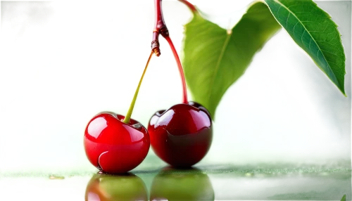 cherries,great cherry,sweet cherries,bladder cherry,wild cherry,cherry,heart cherries,cherry branch,ornamental cherry,sweet cherry,bubble cherries,cherry japanese,jewish cherries,sour cherries,cherry twig,cherries in a bowl,hill cherry,cherry plum,sour cherry,red plum,Illustration,Realistic Fantasy,Realistic Fantasy 37