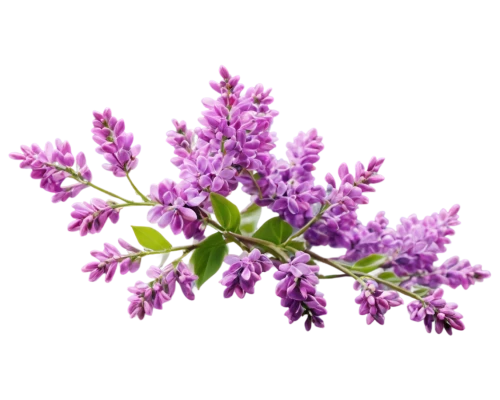 small-leaf lilac,flowers png,limonium,flowering currant,lilac blossom,common lilac,stylidium,lilac branch,astilbe,lilas,lilacs,lilac flower,lilac flowers,agastache,hyssop,wall,vervain,white lilac,syringa,lavender flower,Photography,General,Natural