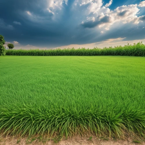 rice field,ricefield,the rice field,rice plantation,rice fields,paddy field,ricefields,wheat germ grass,green landscape,green wheat,green grain,biopesticides,barley cultivation,wheat crops,yamada's rice fields,cultivated field,grain field panorama,aaaa,field of cereals,biopesticide,Photography,General,Realistic