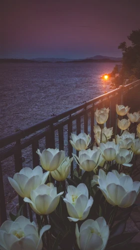 calla lilies,flower in sunset,lillies,lilies,lisianthus,landscape rose,lotuses,romantic rose,pink lisianthus,blooming roses,rhinecliff,calla lily,gardenias,bar harbor,night view of red rose,seerose,spray roses,esperance roses,calystegia,lilies of the valley,Photography,Documentary Photography,Documentary Photography 14