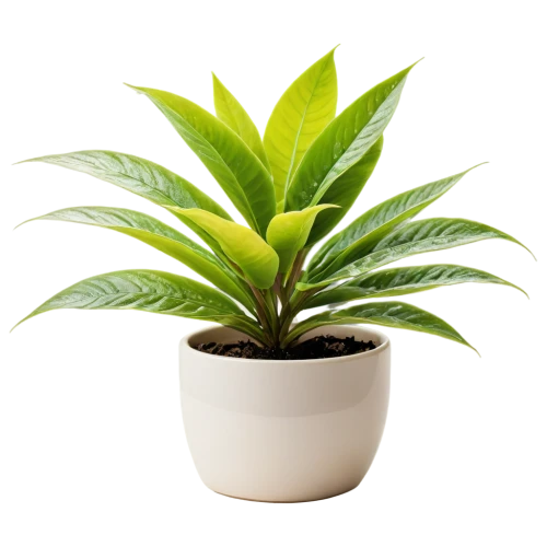 potted palm,dracaena,potted plant,dracena,hostplant,houseplant,green plant,money plant,zamia,pot plant,fern plant,container plant,cycas,indoor plant,pineapple plant,dark green plant,spring leaf background,growth icon,philodendron,macrozamia,Unique,3D,Toy