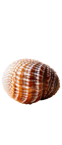 spiny sea shell,sea shell,shelled gastropod,snail shell,pilgrim shell,marginella,shell,banded snail,cowrie,beach shell,micromollusk,seashell,cowry,blue sea shell pattern,micromollusc,clam shell,sea snail,stereocilia,calliostoma,springsnail,Illustration,Vector,Vector 11