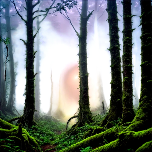 foggy forest,elven forest,mirkwood,endor,fangorn,coniferous forest,forests,forest,forest landscape,fir forest,swampy landscape,forest of dreams,the forest,forest background,green forest,forest glade,holy forest,deciduous forest,spruce forest,mixed forest,Illustration,American Style,American Style 01