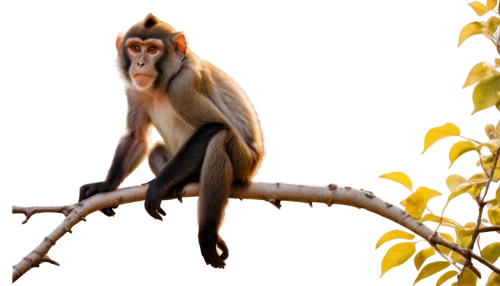 francois langur,de brazza's monkey,langur,long tailed macaque,mangabey,squirrel monkey,macaca,cercopithecus,macaque,palaeopropithecus,barbary monkey,capuchins,cercopithecus neglectus,uakari,alouatta,lutung,mandrills,propithecus,barbary ape,crab-eating macaque,Photography,Fashion Photography,Fashion Photography 24