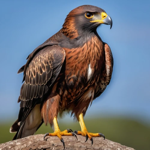 harris hawk,harris's hawk,caracara,haliaeetus,falconidae,aigles,golden eagle,steppe eagle,caracara plancus,haliaeetus vocifer,aplomado falcon,african eagle,black kite,falconiformes,caracaras,aigle,bussard,haliaeetus pelagicus,sea eagle,haliaeetus leucocephalus,Photography,General,Realistic