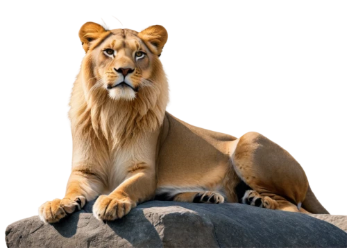 panthera leo,male lion,african lion,female lion,male lions,lion,forest king lion,lion white,tigon,leonine,lioness,magan,king of the jungle,kion,aslan,ranan,lion - feline,jangi,iraklion,goldlion,Illustration,Vector,Vector 13