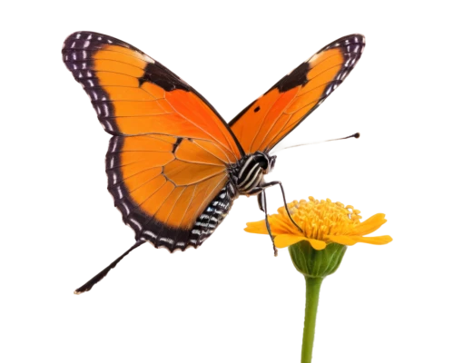butterfly background,orange butterfly,butterfly vector,butterfly isolated,butterfly clip art,butterfly on a flower,isolated butterfly,butterfly,passion butterfly,monarch butterfly,blue butterfly background,butterfly floral,butterly,french butterfly,morphos,flowers png,transparent background,butterflies,euphydryas,tropical butterfly,Conceptual Art,Oil color,Oil Color 16
