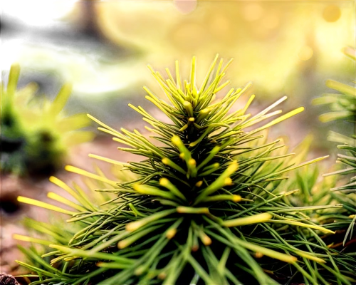 fir needles,pine needle,fir tree,conifer,fir-tree branches,background bokeh,fir branch,pine tree,pine needles,coniferous,pine flower,picea,spruce needles,pine tree branch,fir branches,cupressus,conifer cone,evergreens,cryptomeria,evergreen trees,Unique,Pixel,Pixel 03