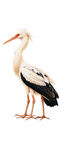 dalmatian pelican,eastern white pelican,great white pelican,white stork,rattle stork,pelican,stork,gwe,white storks,bird png,pelecanus,egretta,flamininus,wading bird,cow heron,keoladeo,a species of marine bird,water bird,storks,egretta novaehollandiae,Illustration,Realistic Fantasy,Realistic Fantasy 14