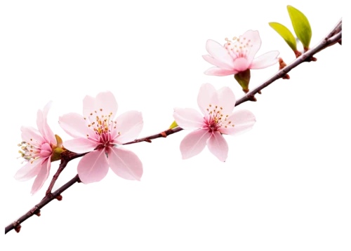 cherry blossom branch,sakura branch,cherry branches,fruit blossoms,plum blossom,plum blossoms,the plum flower,apple blossom branch,flowers png,flower background,japanese sakura background,cherry branch,apricot blossom,cherry flower,japanese cherry,sakura flower,japanese carnation cherry,ornamental cherry,flowering branch,japanese cherry blossom,Conceptual Art,Oil color,Oil Color 08