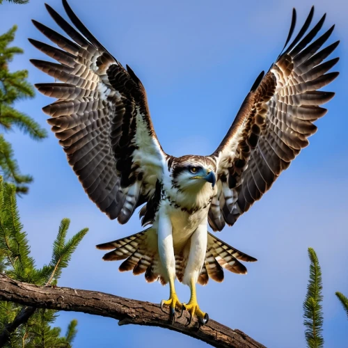 osprey,african fishing eagle,fishing hawk,ospreys,crested hawk-eagle,aplomado falcon,lanner falcon,mountain hawk eagle,falconet,dyfi,falconiformes,mongolian eagle,saker falcon,falconieri,hawk animal,haliaeetus,changeable hawk-eagle,savannah eagle,ferruginous hawk,falco peregrinus,Photography,General,Realistic