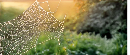 morning dew in the cobweb,spider silk,spider's web,spider web,spiderweb,web,cobweb,spiderwebs,cobwebbed,spider net,webbed,cobwebs,webs,webbing,web element,spidery,gossamer,spiderlings,webcrawler,early morning dew,Illustration,Realistic Fantasy,Realistic Fantasy 31