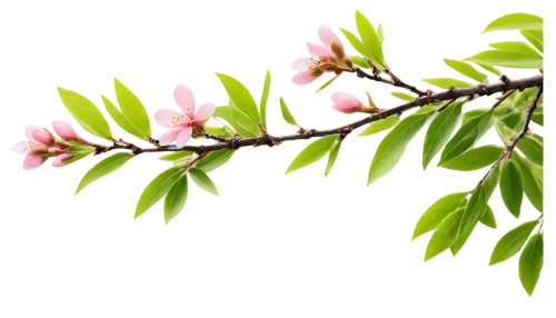 cherry blossom branch,spring leaf background,apple blossom branch,spring background,cherry branches,sakura branch,flowering branch,leaf flowering spring,flowers png,cherry branch,tree blossoms,the flower buds,flowering branches,springtime background,spring blossom,fruit blossoms,japanese chestnut buds,apricot blossom,flowering tree,apricot flowers,Art,Classical Oil Painting,Classical Oil Painting 08