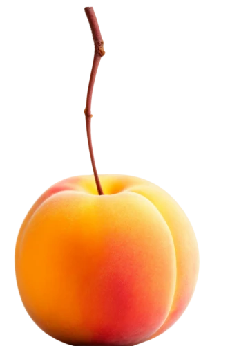 apricot,nectarine,yellow peach,peach,golden apple,peachpit,dapple,apple frame,peach color,vineyard peach,ripe apple,apricots,hesperange,peach tree,apprising,worm apple,peaches,peacham,peachey,manzana,Illustration,Realistic Fantasy,Realistic Fantasy 41
