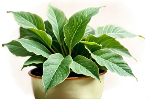 tobacco leaves,thick-leaf plant,dark green plant,money plant,stevia,green plant,beefsteak plant,veratrum,mint leaf,aromatic plant,philodendron,potted plant,cabbage leaves,peace lily,biloba,foliage leaf,herbaceous plant,salad plant,celery plant,narrowleaf,Illustration,Vector,Vector 18