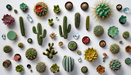 cactus digital background,cacti,cactuses,prickles,succulents,cactus,desert plants,peyote,xeriscaping,nopal,prickly,labyrinthodonts,colored pins,rubiaceae family,pins,pinecones,assortment,biodiversity,leaf icons,botanicals,Unique,Design,Knolling