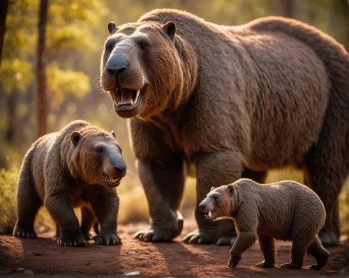 disneynature,grizzlies,brown bears,bear cubs,forbears,family outing,the bears,homotherium,mammals,grizzly cub,bearss,harmonious family,black bears,horse with cub,baboons,wildlife,grizzly bear,capybaras,megafauna,european brown bear,Photography,General,Cinematic