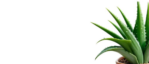 aloe vera leaf,sansevieria,dracaena,aloe,aloe barbadensis,torch aloe,cryptocoryne,aloe polyphylla,billbergia,dracena,aspidistra,cryptanthus,asparagaceae,aloes,green plant,hostplant,maxillaria,tenuifolia,dark green plant,billbergia pyramidalis,Illustration,Paper based,Paper Based 21