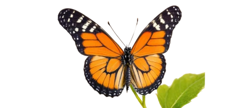 orange butterfly,butterfly background,butterfly vector,euphydryas,butterfly isolated,polygonia,butterfly clip art,monarch butterfly,gulf fritillary,lepidopteran,lepidoptera,vanessa atalanta,mariposa,boloria,french butterfly,cotingidae,checkerboard butterfly,glass wing butterfly,isolated butterfly,butterfly moth,Art,Classical Oil Painting,Classical Oil Painting 06