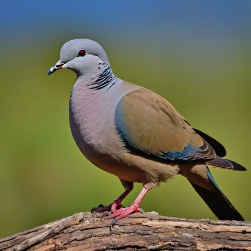 blue-headed quail-dove,rock dove,spotted dove,beautiful dove,woodpigeon,wild pigeon,domestic pigeon,field pigeon,rock pigeon,zebra dove,turtledove,turtle dove,common wood pigeon,fantail pigeon,bird pigeon,peace dove,crown pigeon,victoria crown pigeon,common wood pigeons,passenger pigeon,Photography,General,Realistic