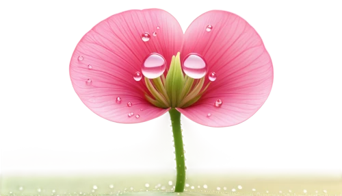 flowers png,flower background,pink flower,pink morning glory flower,flower wallpaper,pink tulip,pink poppy,flower illustrative,tulip background,pink clover,pink floral background,cartoon flower,gerbera flower pink,flower pink,pink water lily,gerbera flower,floral digital background,pink petals,lotus png,dionaea,Unique,3D,3D Character