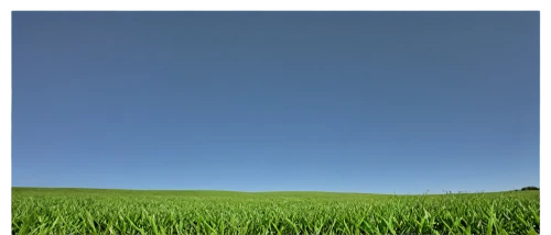 grain field panorama,panorama from the top of grass,landscape background,photosphere,gras,opengl,windows wallpaper,grassland,triticale,cryengine,wheat germ grass,green grass,nature background,farm background,seamless texture,background view nature,grass,aaaa,green background,ryegrass,Photography,Documentary Photography,Documentary Photography 33