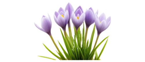 purple crocus,crocus flowers,colchicum,flowers png,crocus,crown chakra flower,crocus vernus,purple tulip,croci,tulipan violet,chive flower,grape-grass lily,lavender flower,elven flower,crocuses,violet tulip,brodiaea,camassia,african lily,pulsatilla,Illustration,Black and White,Black and White 27