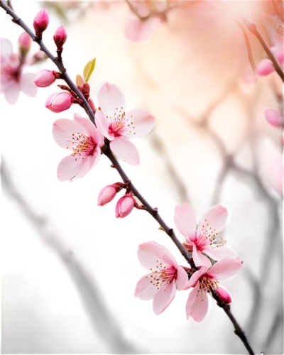 plum blossoms,plum blossom,apricot blossom,the plum flower,japanese cherry,apricot flowers,peach blossom,japanese cherry blossom,almond blossoms,cherry blossom branch,almond blossom,japanese cherry blossoms,sakura cherry tree,spring blossom,hanami,almond tree,almond flower,pink cherry blossom,plum tree,ume,Illustration,Black and White,Black and White 07
