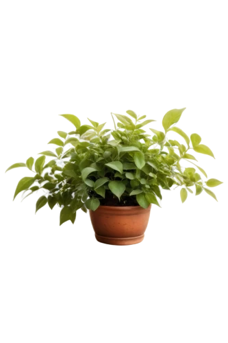 green plant,potted plant,lantern plant,dark green plant,small plant,money plant,houseplant,pot plant,citrus plant,peperomia,lemon background,hostplant,creeping plant,container plant,indoor plant,fern plant,green plants,resprout,spring leaf background,androsace rattling pot,Illustration,Black and White,Black and White 08