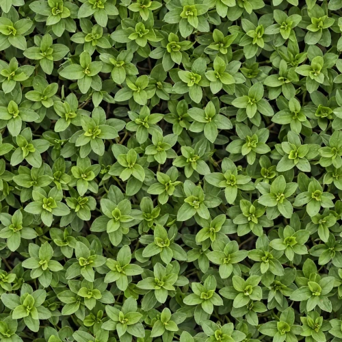 microgreens,clover pattern,ground cover,arabidopsis,green wallpaper,triangular clover,clover leaves,groundcover,garden cress,marjoram,azolla,long ahriger clover,medium clover,narrow clover,background ivy,lamb's lettuce,clovers,seedlings,arugula,chickweed,Realistic Material,Grass,Grass 40