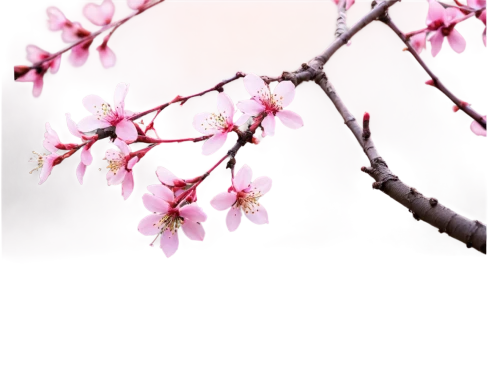 cherry blossom branch,plum blossoms,plum blossom,sakura cherry tree,japanese sakura background,sakura tree,the plum flower,japanese cherry blossom,apricot blossom,cherry blossom tree,sakura branch,pink cherry blossom,cherry branches,plum tree,japanese cherry blossoms,spring blossom,spring background,sakura flower,cherry tree,cherry blossom,Illustration,American Style,American Style 12