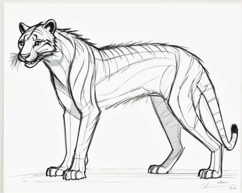 thylacine,felidae,tigon,tigerstar,digitigrade,gepard,jayfeather,bubastis,panthera leo,smilodon,tigr,a tiger,line art animal,taur,quadruped,liger,anthro,sphinxes,haunches,ruettiger,Illustration,Black and White,Black and White 08