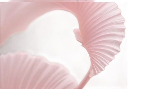 flowers png,zantedeschia,unfurl,pink petals,pink tulip,the petals overlap,petal,paper flower background,calla lily,roseate spoonbill,pistil,unfurling,cyclamen,flaccid anemone,pink lisianthus,rose png,pink flamingo,calliostoma,petaled,pink anemone,Photography,Documentary Photography,Documentary Photography 38
