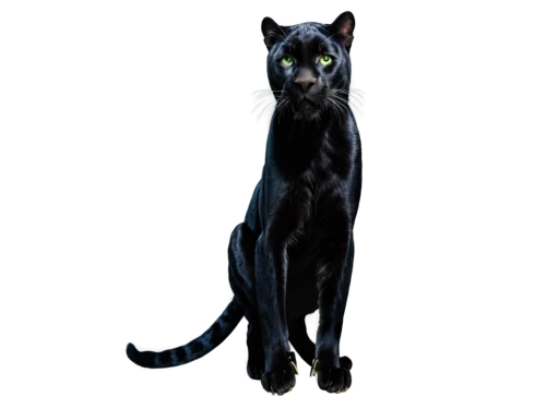 ravenpaw,bastet,shadowclan,riverclan,jayfeather,bluestar,brambleclaw,nightstar,starclan,derivable,scourge,skyclan,windclan,bagheera,cat vector,pet black,vnaf,shadowcat,bubastis,macavity,Illustration,Black and White,Black and White 15