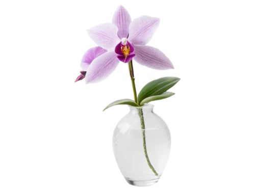 laelia,orchid flower,orchidaceae,orchid,pleione,lilac orchid,phalaenopsis orchid,mixed orchid,flowers png,wild orchid,tradescantia,purple flower,butterfly orchid,moth orchids,orquera,butterwort,phalaenopsis,flower purple,roscoea,caladenia,Photography,Black and white photography,Black and White Photography 13