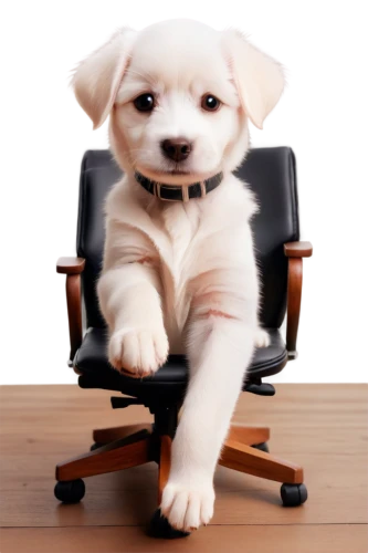 blur office background,office chair,cute puppy,office worker,small dog,huichon,white dog,sitting on a chair,inu,dog illustration,to sit,chihuahua,parvo,sit,dog frame,little dog,shiba,shiba inu,puppyish,blonde dog,Illustration,Realistic Fantasy,Realistic Fantasy 17
