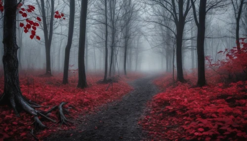 foggy forest,forest path,autumn fog,autumn forest,germany forest,black forest,fairytale forest,the mystical path,forest of dreams,haunted forest,enchanted forest,forest dark,red tree,red leaves,forest road,forest floor,the path,foggy landscape,forest walk,fairy forest,Illustration,Realistic Fantasy,Realistic Fantasy 46