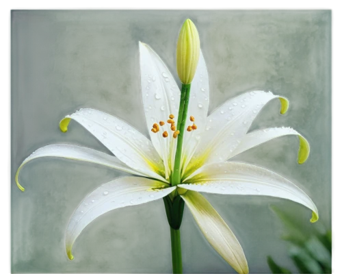 white lily,lilium candidum,lily flower,easter lilies,african lily,madonna lily,garden star of bethlehem,hymenocallis,lilium,liliaceae,tuberose,zephyranthes,grass lily,white trumpet lily,lilium formosanum,star of bethlehem,lilies,lily water,lillies,ornithogalum umbellatum,Art,Artistic Painting,Artistic Painting 03