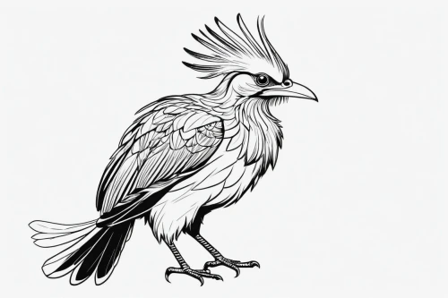 eagle illustration,line art birds,eagle drawing,hippogriff,gryphon,eagle vector,griffon,bird illustration,bird png,harpy,bird drawing,an ornamental bird,herrndobler,gryphons,bird outline,feathers bird,ornamental bird,ealdwulf,confuciusornis,schadler,Illustration,Black and White,Black and White 04