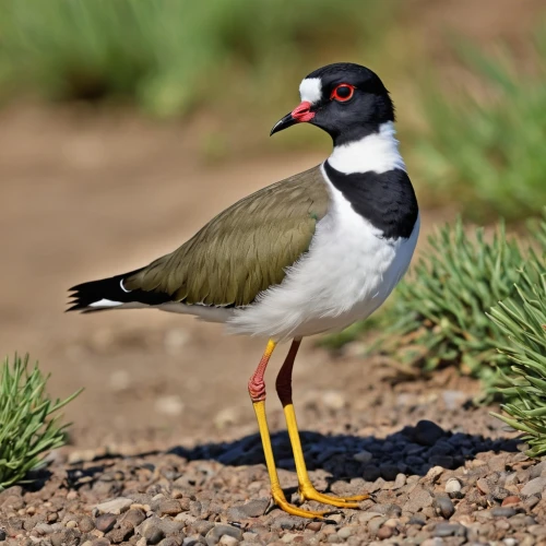 spur-winged plover,lesser sand plover,lapwing masked australian,killdeer,lapwing,kildeer,pratincoles,charadriiformes,plover,collared inca,carduelis carduelis,empidonax,chukar,haematopus ostralegus,parus caeruleus,chukar partridge,sand plover,carduelis,pipridae,charadriidae,Photography,General,Realistic