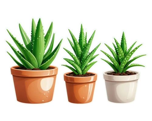 potted plants,cactus digital background,plantes,plantlets,desert plants,aloes,growth icon,small plants,hostplants,potted palm,desert plant,potted plant,succulent plant,little plants,cactuses,tube plants,plants,aloe,house plants,hostplant,Unique,Design,Sticker